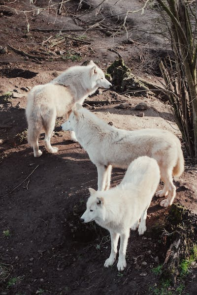 Chernobyl wolves