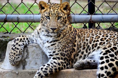  Leopard - சிறுத்தை