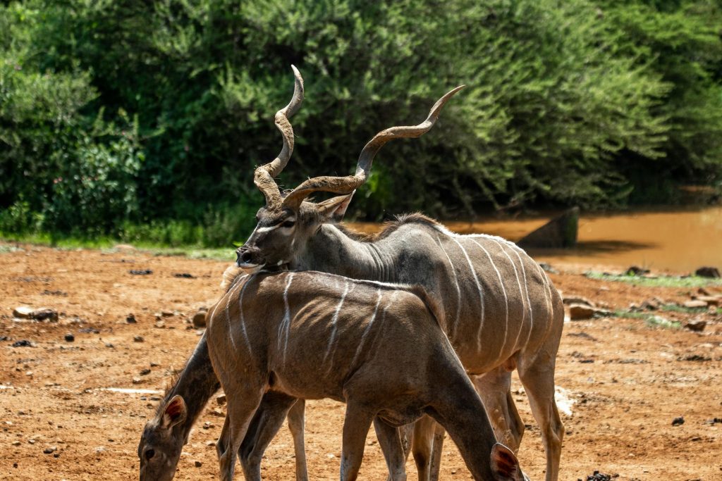 Kudu - குடு மான்கள்