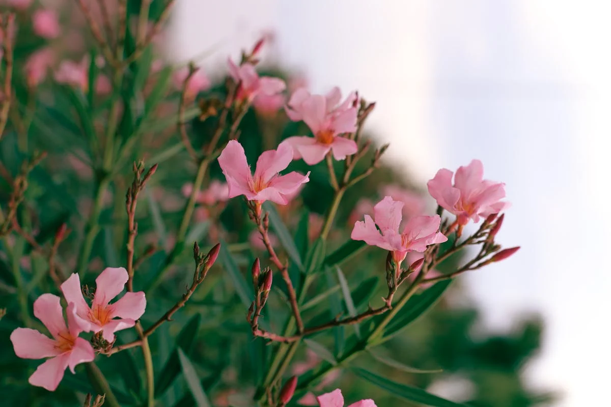 அரளிப்பூ oleander