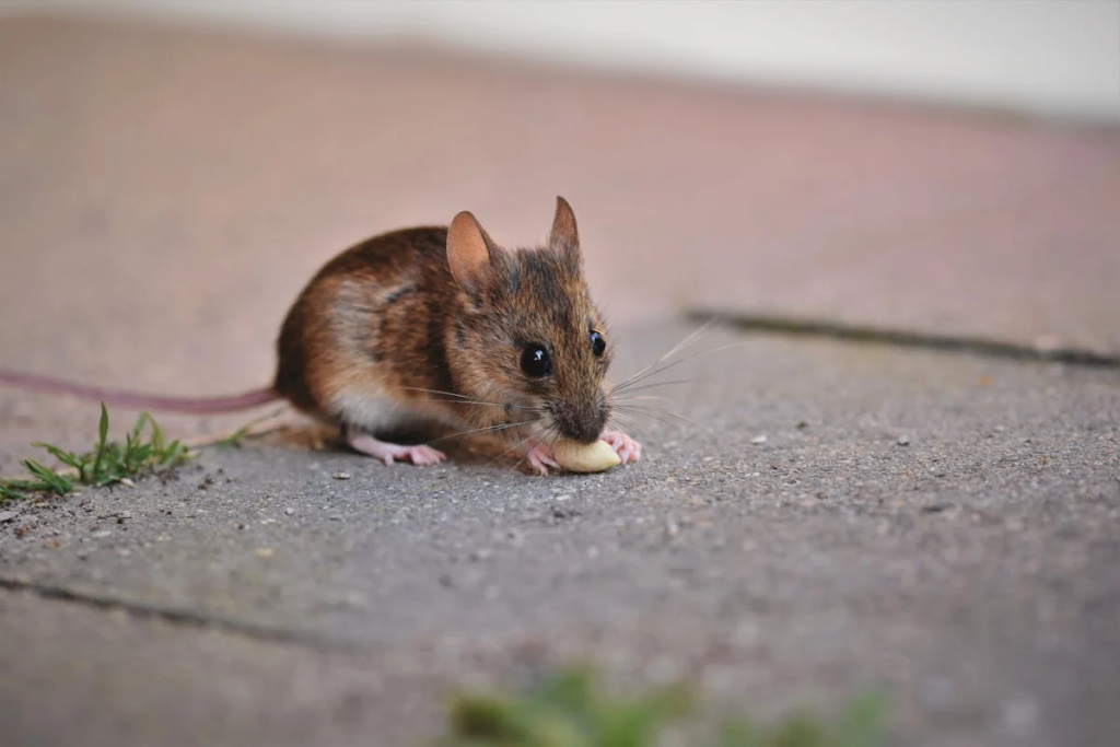 Hantavirus